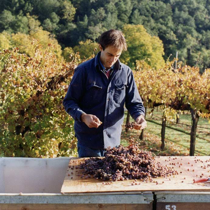 Duckhorn Vineyards CEO Alex Ryan working in the vineyard at a table of harvested grapes.
