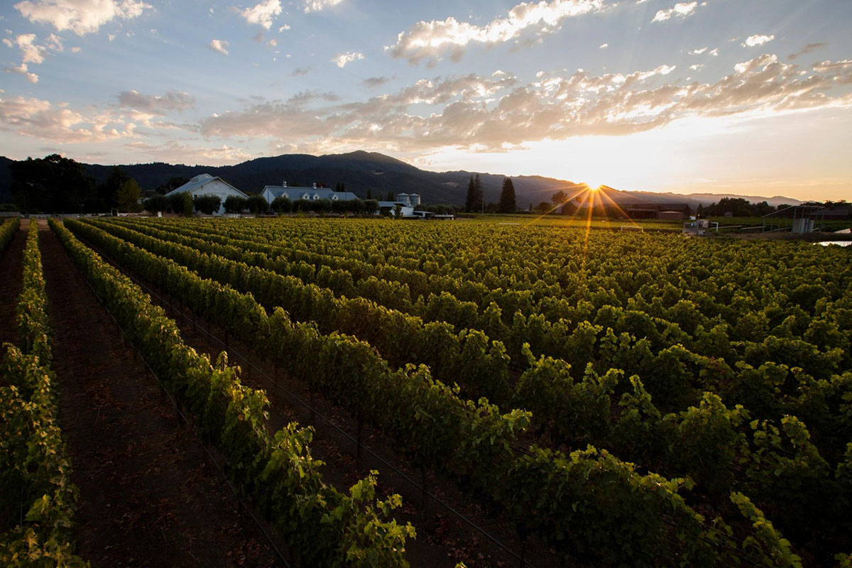 Dawn breaking at Far Niente Vineyards in Napa Valley, California